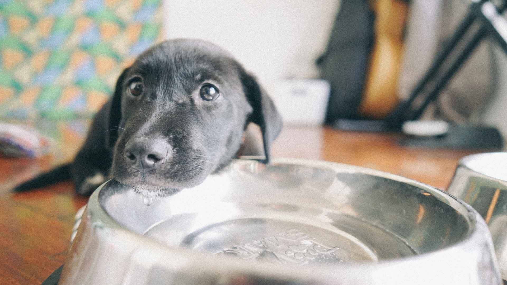 perro que ha dejado de beber del cuenco